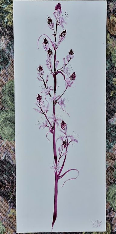 Aquarelle au vin rouge Fleur sauvage de la forêt des Maures avec des tiges roses et des boutons mauves sur fond neutre.