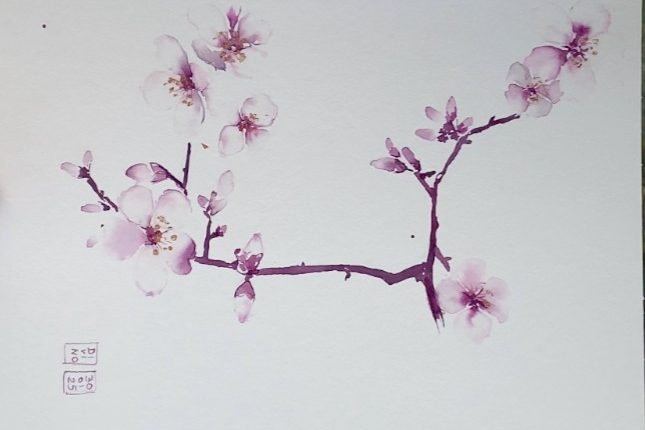Branche de cerisier en fleurs, avec des pétales roses sur fond clair.